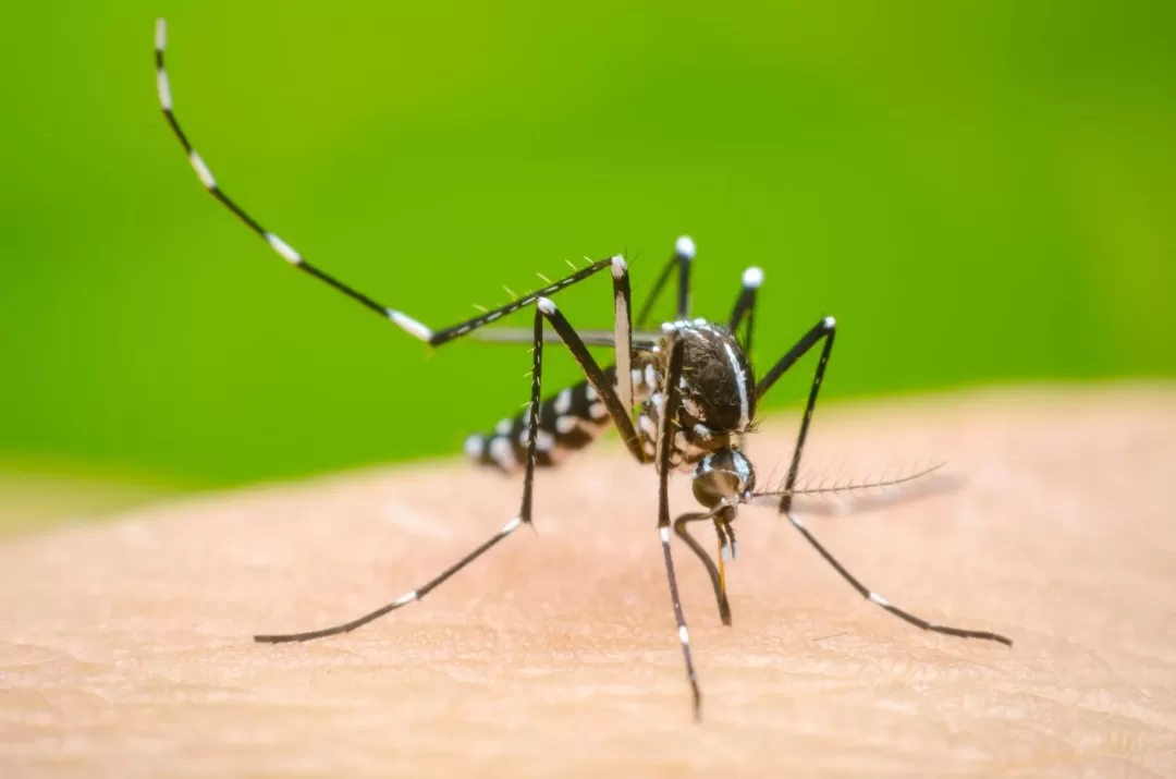 Claudia Saavedra sobre alerta sanitaria por dengue: “El clima y el cambio climático han permitido el desarrollo de este vector”